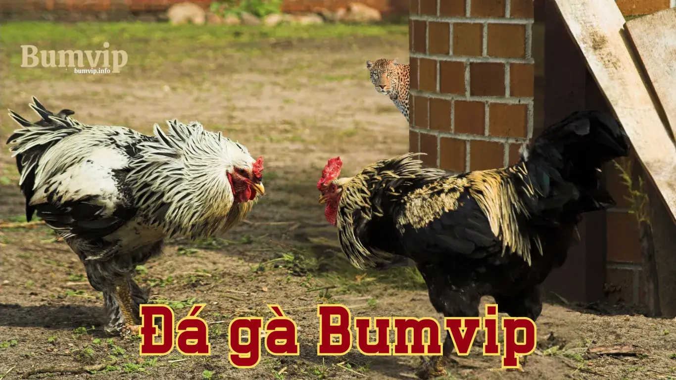 Giới thiệu game đá gà Bumvip